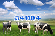 湖南省牛类动物鉴定